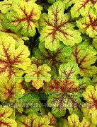 veelkleurig Heucherella, Schuimende Klokken Plant foto