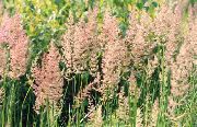 green Feather reed grass, Striped feather reed Plant photo