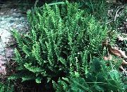снимка зелен Растение Woodsia