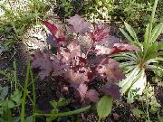 ფოტო შინდისფერი ქარხანა Heuchera, მარჯანი ყვავილების, მარჯანი ზარები, Alumroot