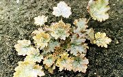 foto amarillo Planta Heuchera, Flor De Coral, Las Campanas De Coral, Alumroot