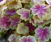 foto flerfarvet Plante Heuchera, Koral Blomst, Koral Klokker, Alunrod