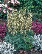 yeşil Heuchera, Mercan Çiçek, Mercan Çan, Alumroot Bitki fotoğraf