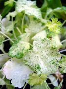 თეთრი Heuchera, მარჯანი ყვავილების, მარჯანი ზარები, Alumroot ქარხანა ფოტო