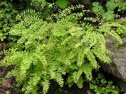 fotografija svetlo zelena Rastlina Severna Maidenhair Praprot, Pet Prstov Vejice, S Petimi Prsti Maidenhair, American Maidenhair