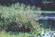 jasno-zielony Tsitsaniya Wody (Dziki Ryż) Roślina zdjęcie