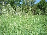 hell-grün Duft Heilige Gras, Sweetgrass, Seneca Gras, Vanille Gras, Büffelgras, Zebrovka Pflanze foto
