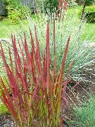 снимка червен Растение Cogon Трева, Satintail, Японска Кръв Трева