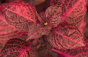червен Bloodleaf, Пилешки Воденички Растение снимка