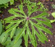grianghraf Plandaí Scáth Mhionghearrtha  (ornamentals leafy)