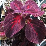 photo burgundy,claret Plant Coleus, Flame Nettle, Painted Nettle