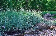bleu ciel Lyme Herbe Bleue, Le Sable Ray-Grass Plante photo