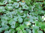 grön Asarabacca, Hasselört Växt foto
