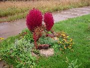 foto sarkans Augs Kochia, Dedzināšana Krūms, Vasaras Ciprese, Meksikāņu Fireweed, Belvedere