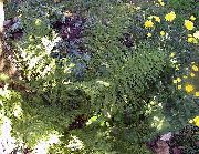 绿 夫人蕨，日涂蕨 卉 照片