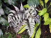 сребро Дама Папрат, Японски Боядисани Папрат Растение снимка