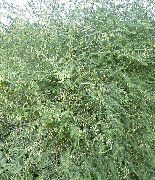 šviesiai žalia Šparagai augalas nuotrauka
