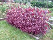 weinig Rot Orach, Berg Spinat Pflanze foto