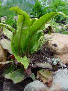 žalias Hart Liežuvis Papartis augalas nuotrauka