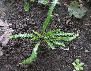 nuotrauka žalias augalas Hart Liežuvis Papartis
