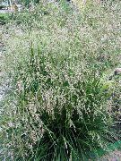 foto chiaro-verde Impianto Hairgrass Trapuntata, Hairgrass D'oro, Capelli Erba, Pouf Erba, Erba Cespugliose