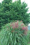 foto verde Planta Eulalia, Hierba Doncella, Cebra Hierba, Silvergrass Chino