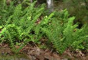 photo Common polypody, Rock Polypody Plant (ferns)