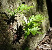 foto grün Pflanze Tüpfelfarn, Rock Polypody