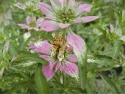 foto veelkleurig Plant Bergamot, Horsemint, Gespot Beebalm, Bijen Balsem