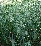 mynd Bristle Hafrar Planta (korn)