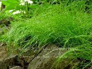 verde Carex, Juncia Planta foto