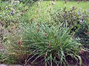 foto grøn Plante Carex, Siv