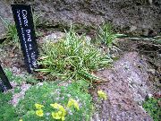 foto verde Planta Carex, Juncia