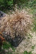 коричневий Осоки Новозеландські Рослина фото