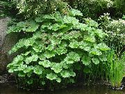 фото зелений Рослина Пельтіфіллум (Дармера)