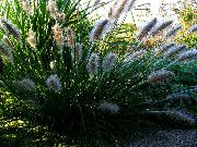 зелен Китайският Фонтан Трева, Pennisetum Растение снимка
