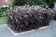 снимка винен Растение Китайският Фонтан Трева, Pennisetum