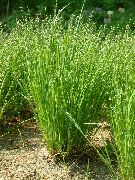 photo light green Plant Nickendes Perlgras, Mountain Melic Grass