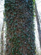 mynd grænt Planta English Ivy, Algengar Ivy