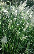 緑色 毎年恒例のひげ草、毎年ウサギの足の草 プラント フォト