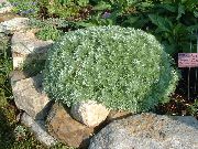 photo silvery Plant Mugwort dwarf