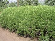 foto grün Pflanze Wermut, Beifuß