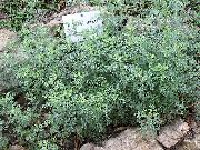 фото сріблястий Рослина Полин (Високорослі Види)