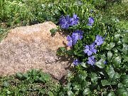 ფოტო საერთო Periwinkle, მცოცავი მირტი, ყვავილების სიკვდილის 