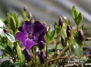 紫 常见的长春花，匍匐桃金娘，花的死亡  照片