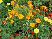 photo orange Flower Marigold