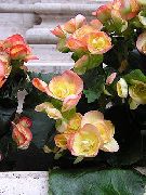 ფოტო ცვილის Begonias ყვავილების