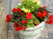 rosso Cera Begonia, Begonia Tuberosa Fiori del giardino foto