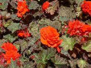 oranžs Vasks Begonijas, Bumbuļveida Begonia Dārza Ziedi foto