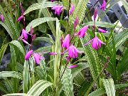 rosa Boden Orchidee, Die Gestreiften Bletilla Garten Blumen foto